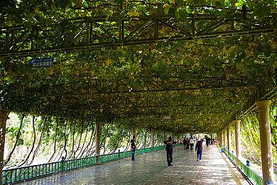 《宝可梦：朱＆紫》的最佳搭档当然是精灵球饭团